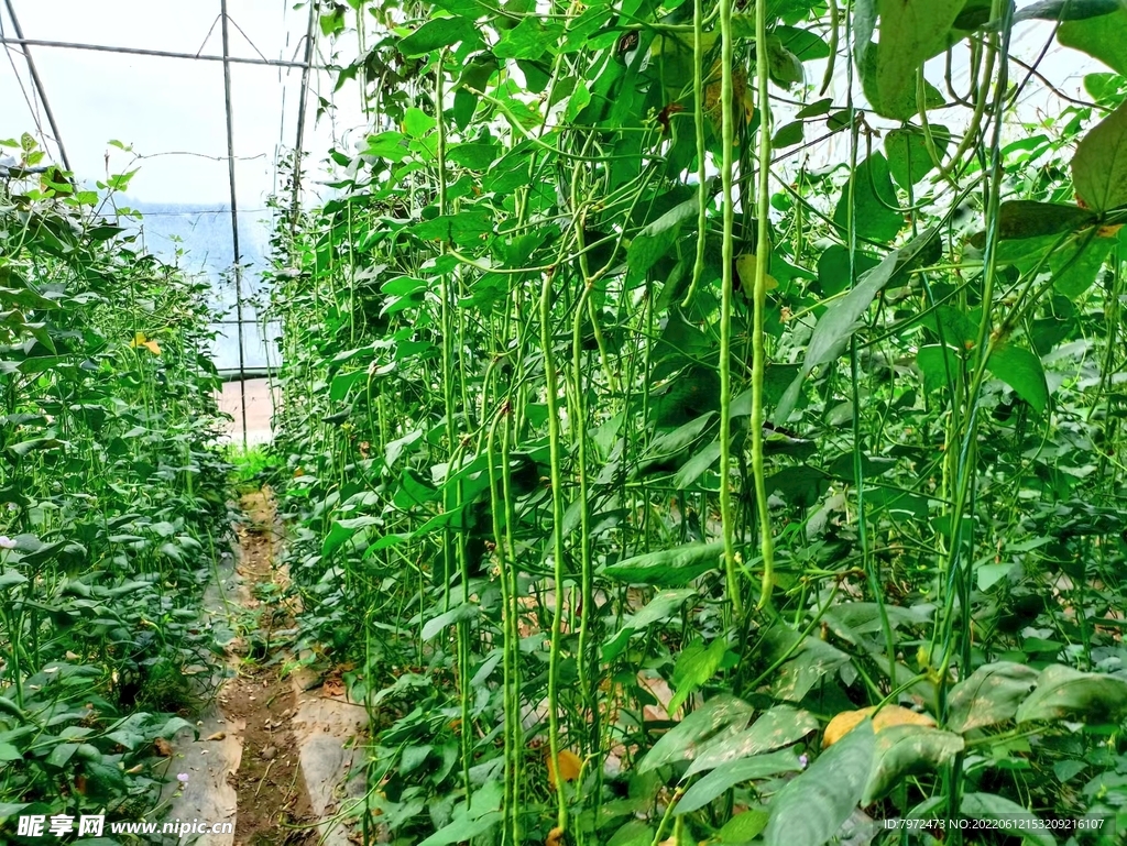 菜園