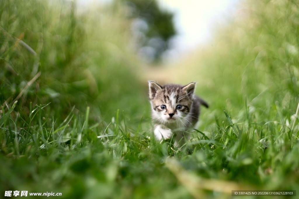 草丛里的猫 