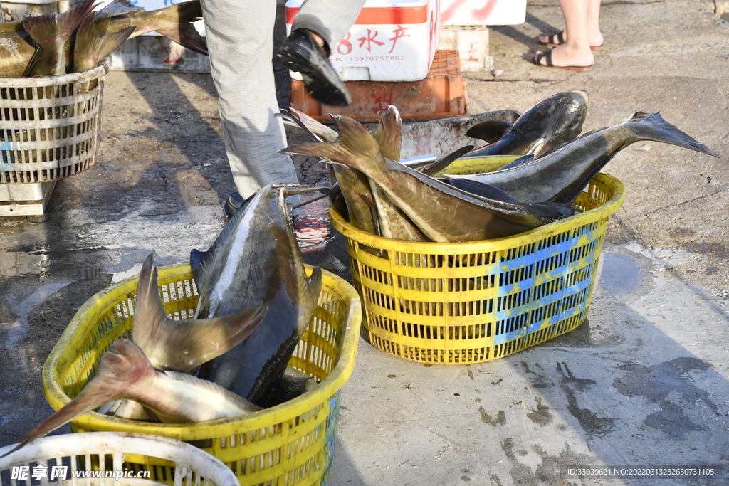 海魚