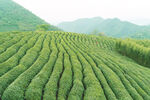 茶叶 活动 素材 草地 图片