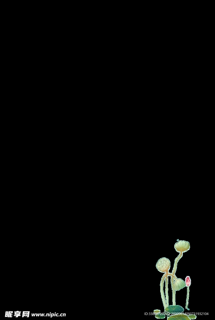 荷花蓮蓬