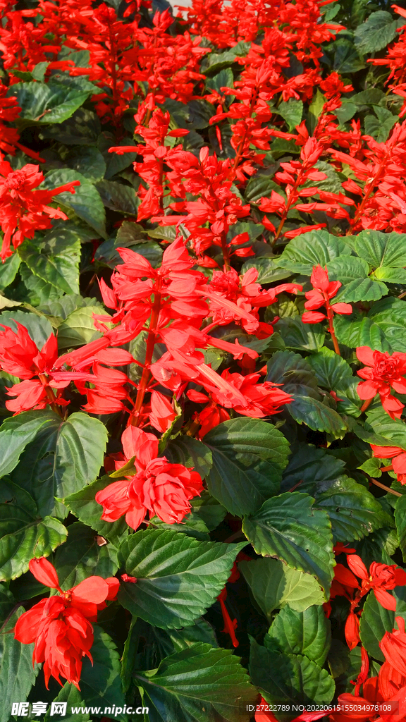 串紅