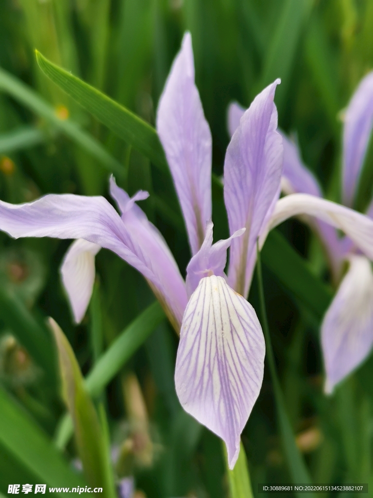 馬蓮花