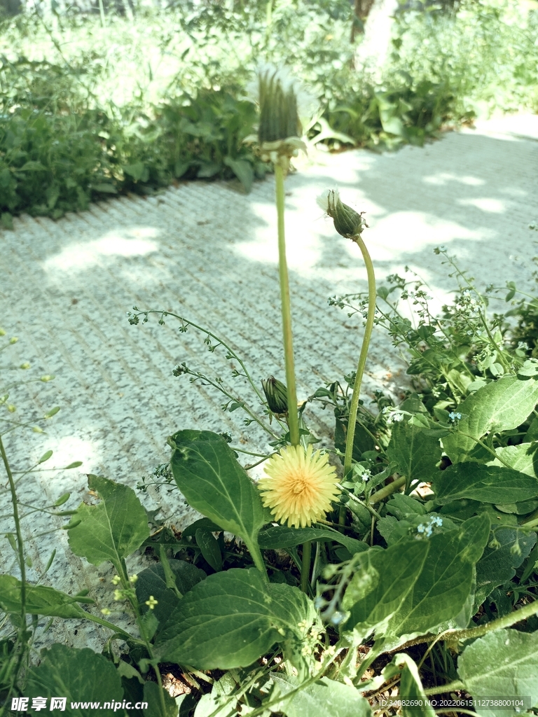 道边小黄花蒲公英芳草留人意自闲