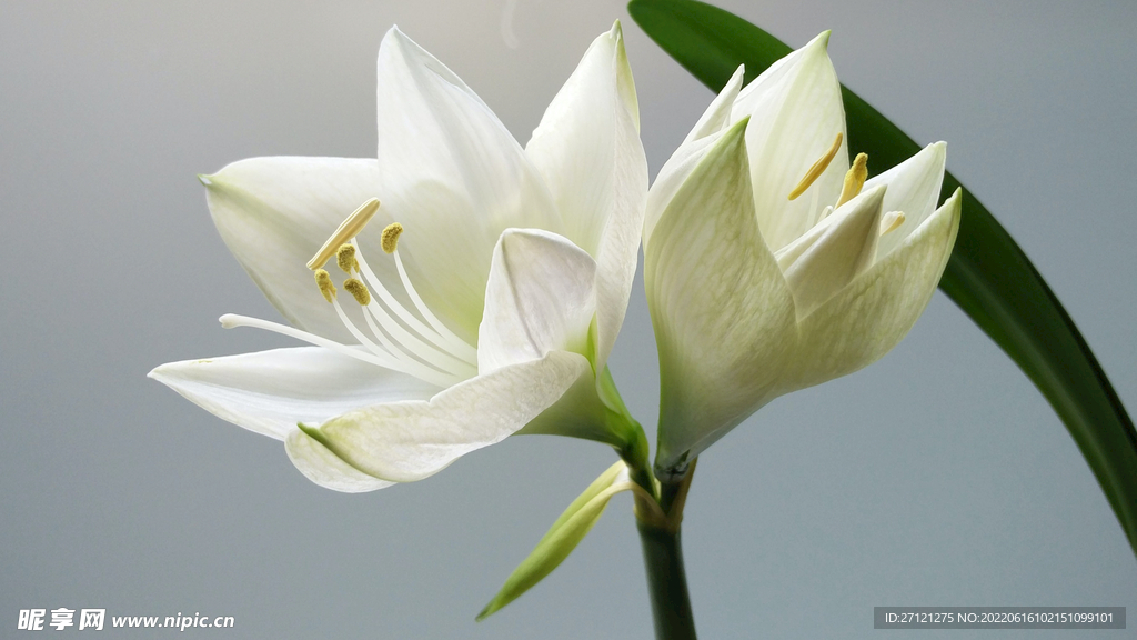 百合花
