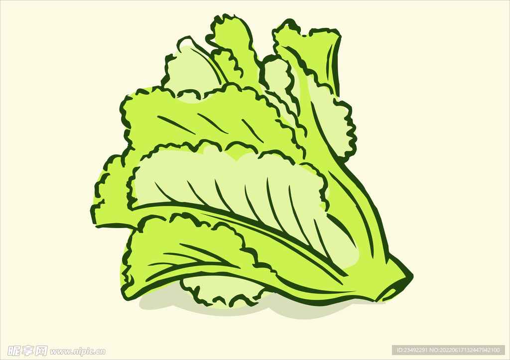 卡通生菜