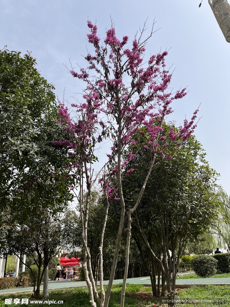 公園花草