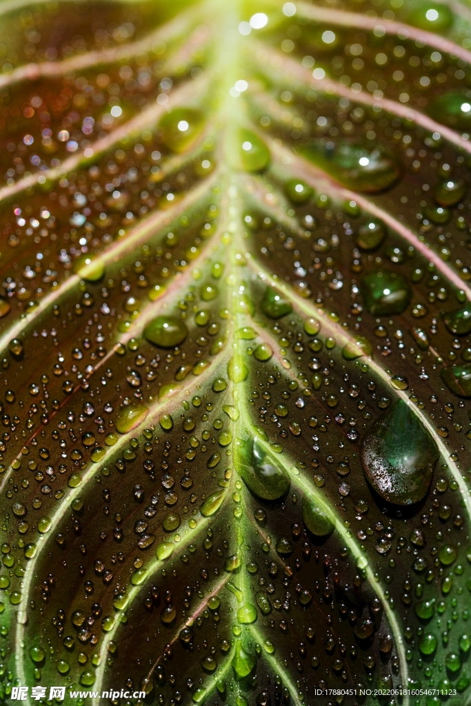 彩葉草