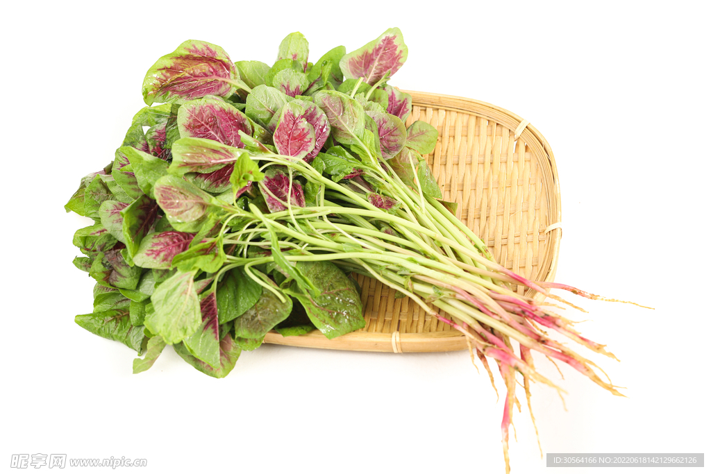 新鮮莧菜食材
