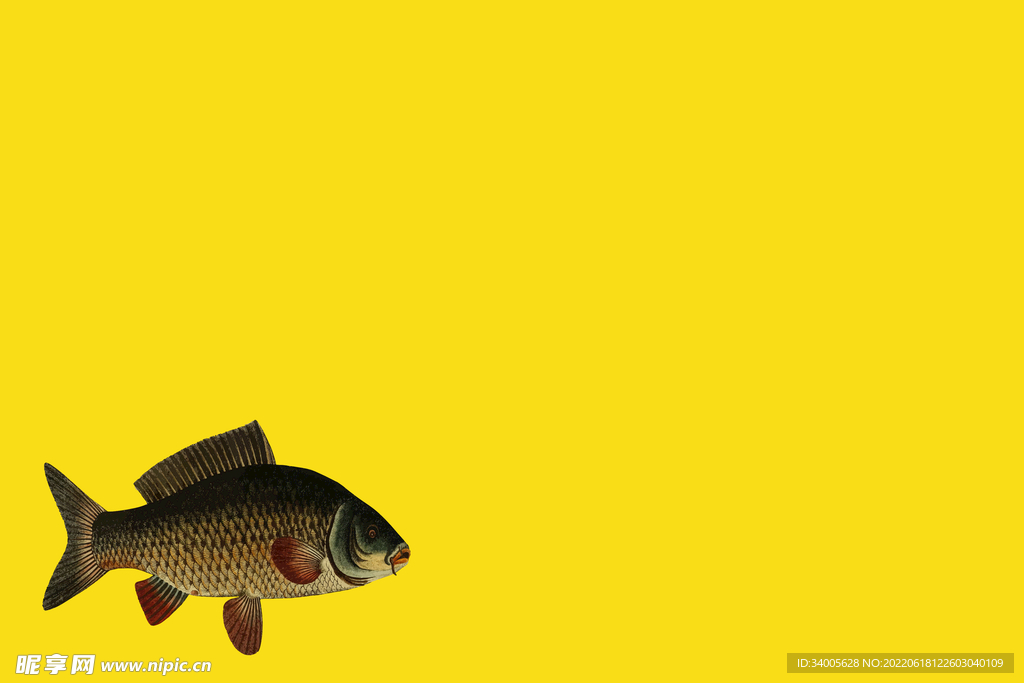 黄色鱼