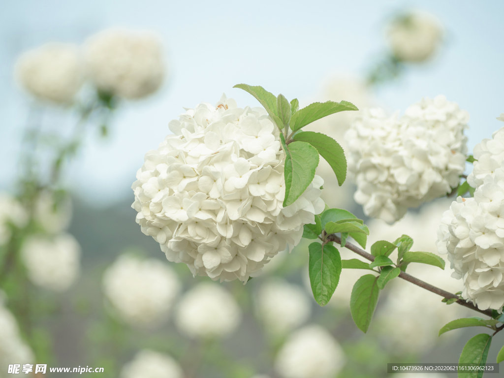 木绣球白色花朵