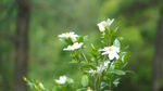 栀子花花苞图片