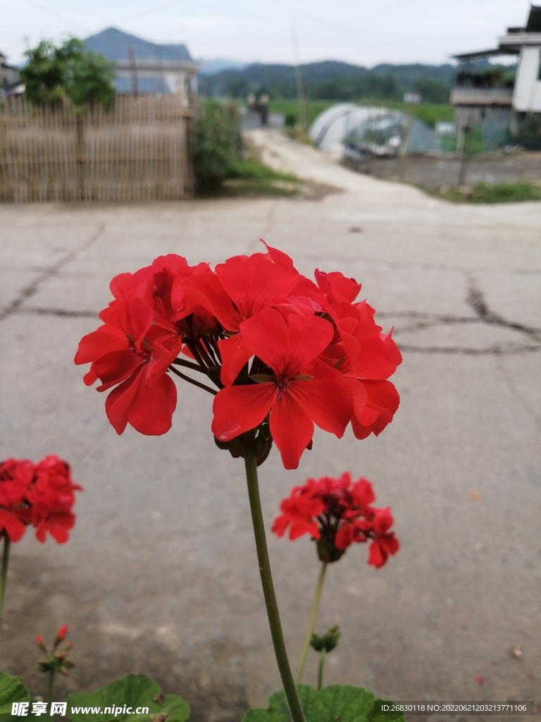 姹紫嫣紅 花花草草 戶外 寫真