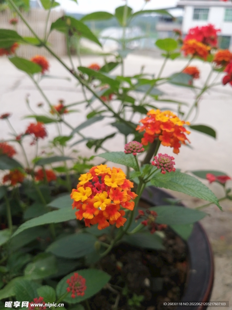 姹紫嫣紅 花花草草 戶外 寫真