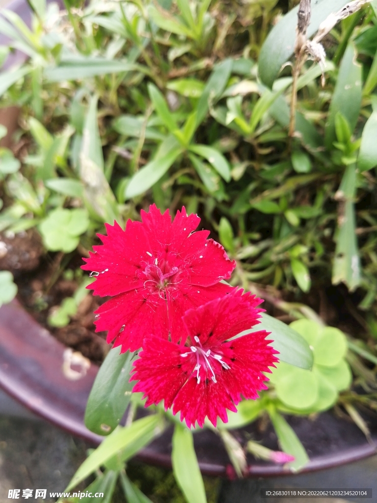 姹紫嫣紅 花花草草 戶外 寫真