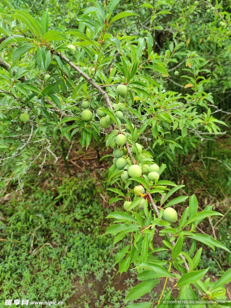 李樹