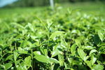 茶园 茶叶 绿茶 绿色 植物 