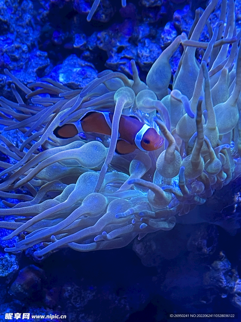 小丑鱼和海葵