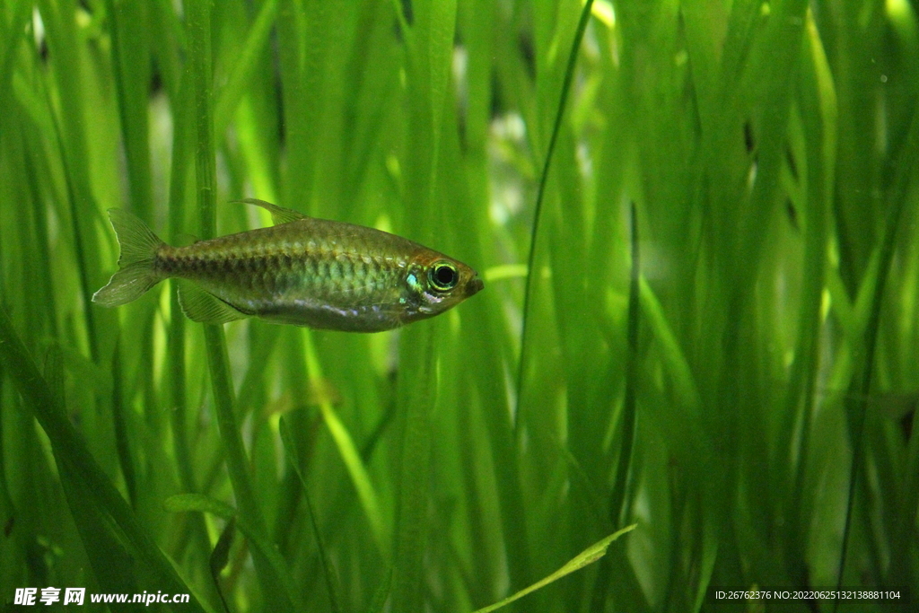 觀賞魚 
