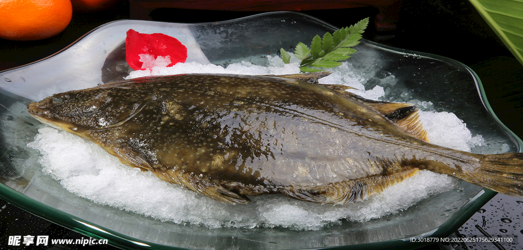 左口魚