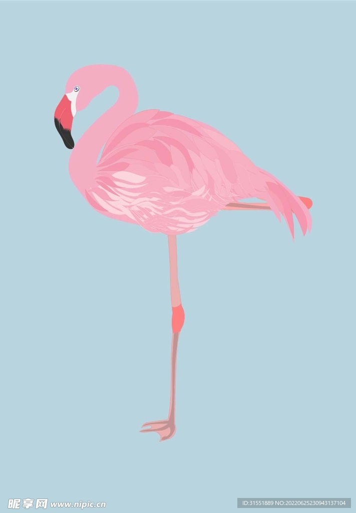 绘画插图 粉色 矢量 火烈鸟