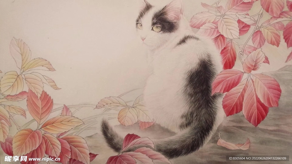 貓