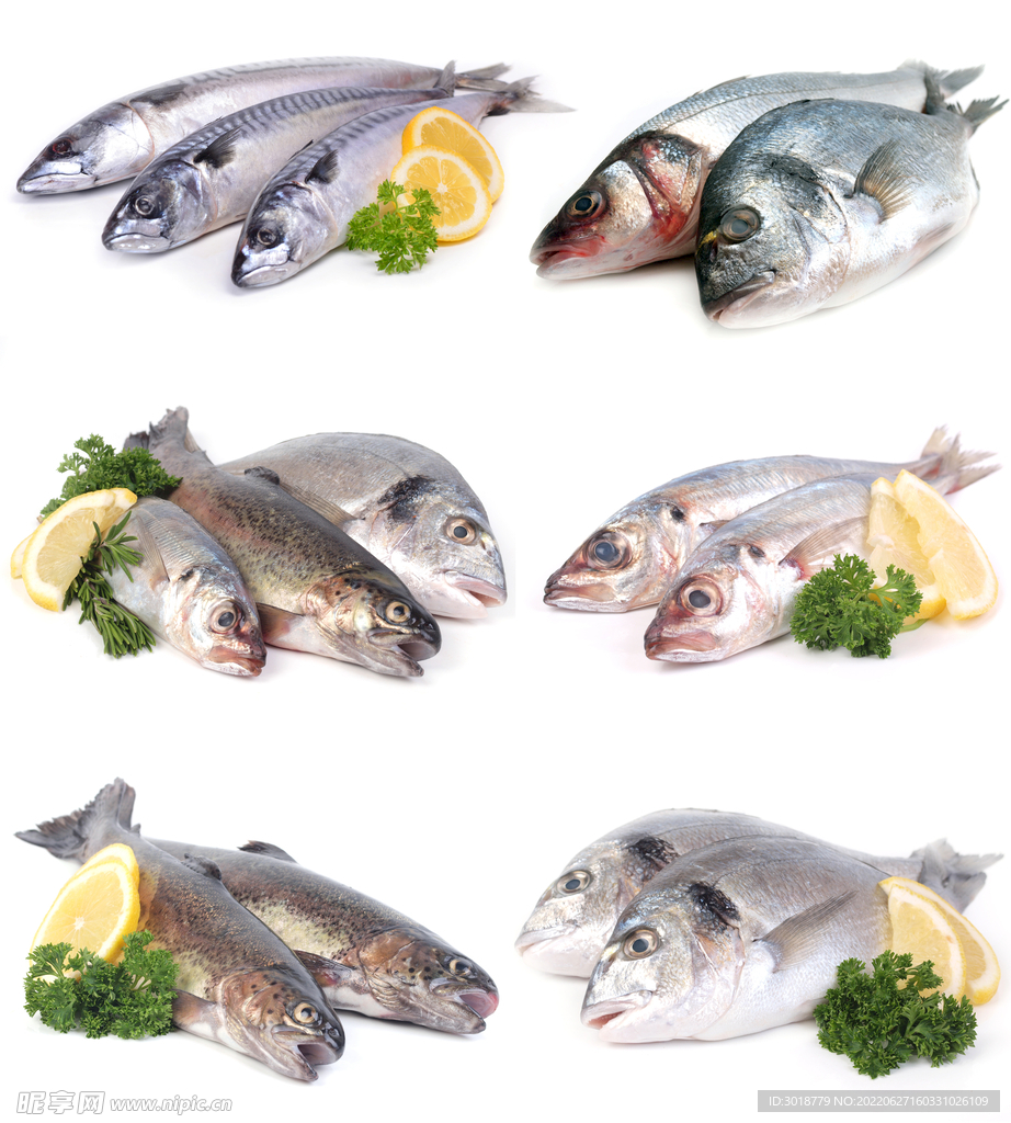 新鮮魚 