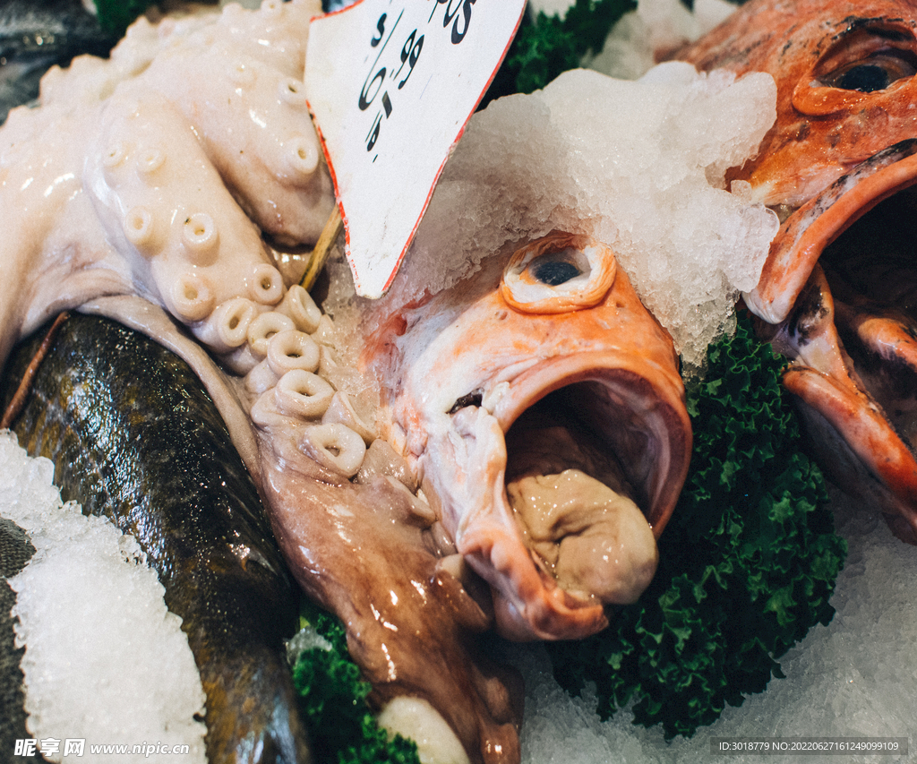 新鮮魚 