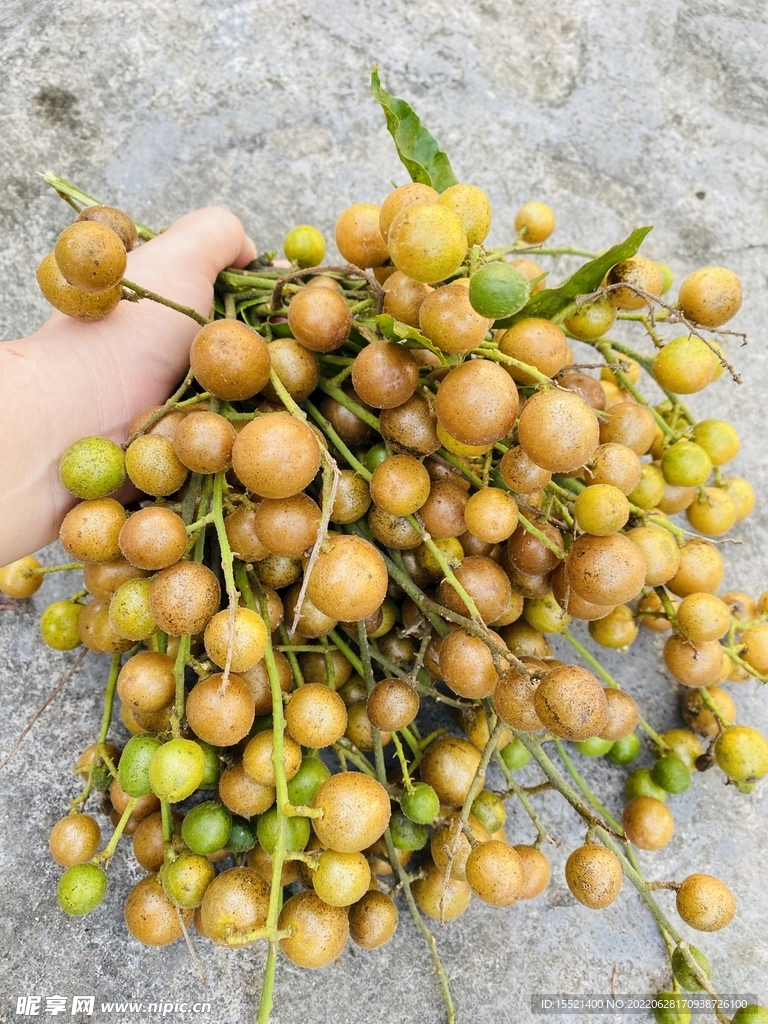 黃皮