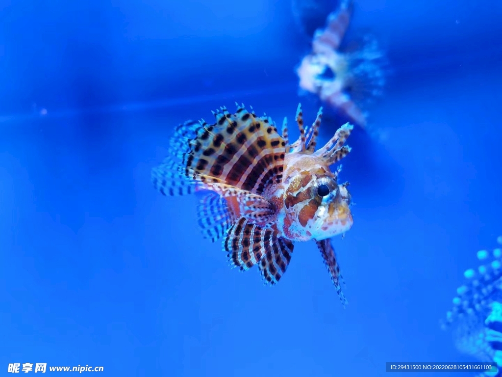 魚