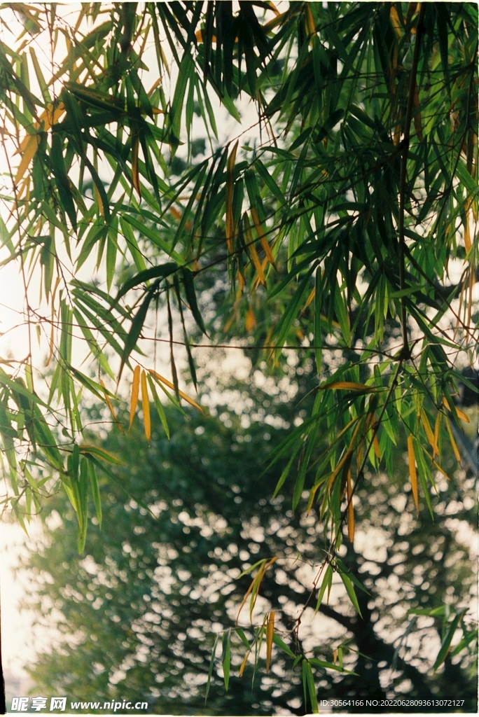 戶外樹葉自然景觀