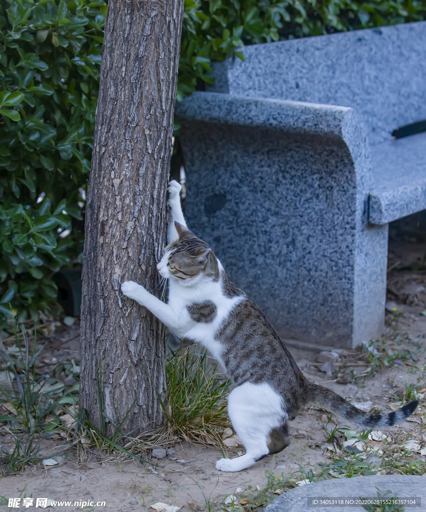 狸花猫爬树