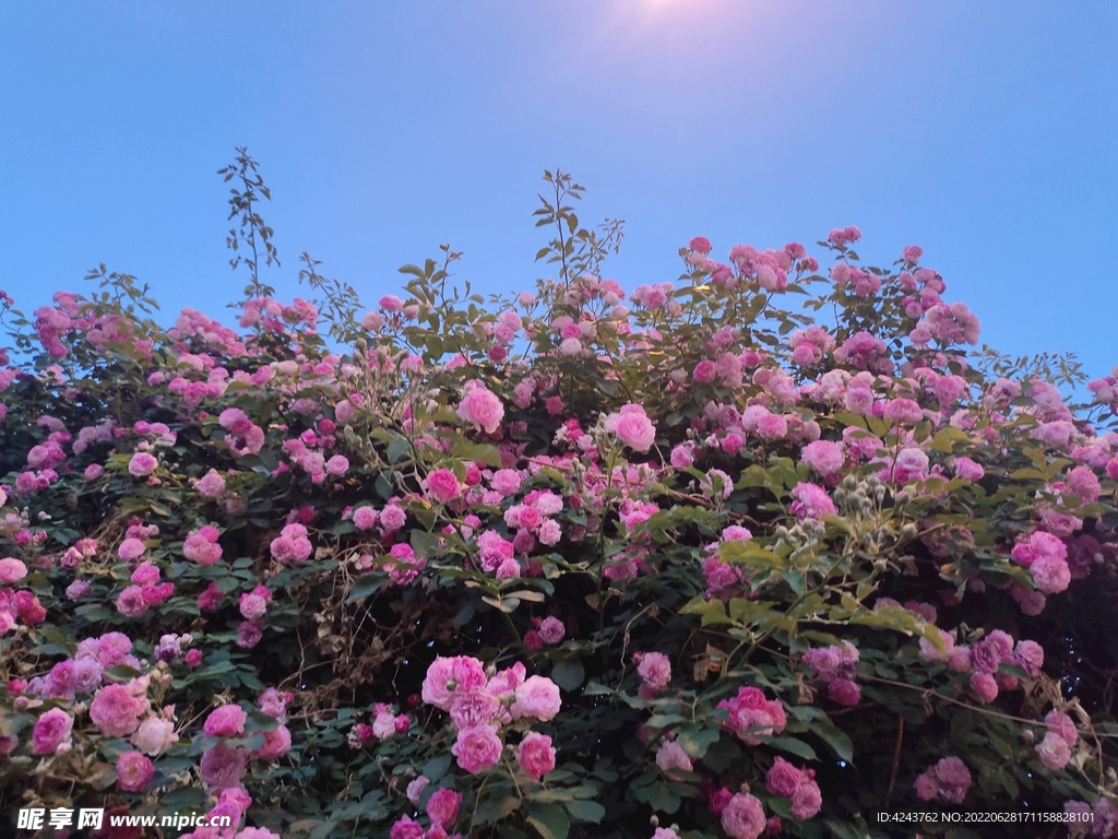 粉色薔薇花