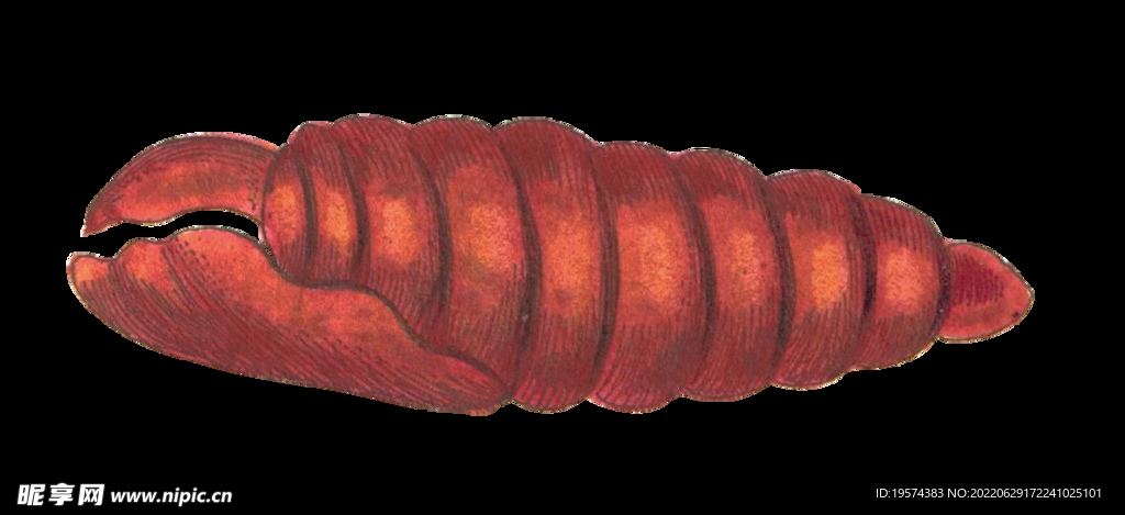 蠶蛹昆蟲(chóng)
