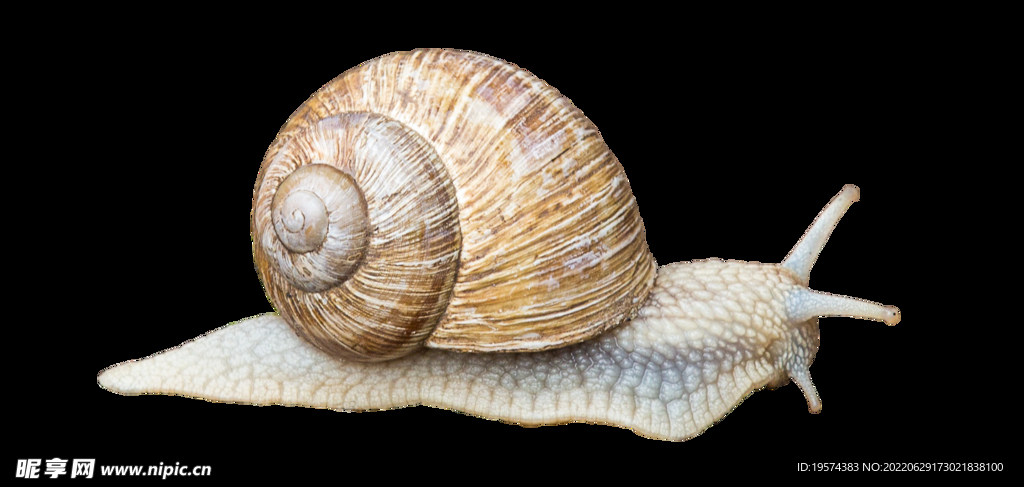 蝸牛昆蟲