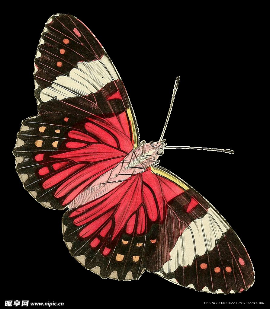 蝴蝶昆蟲