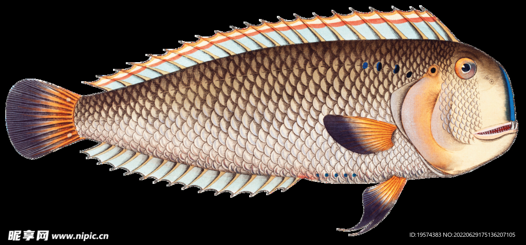 高鰭鸚哥魚