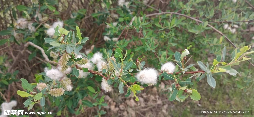 輪葉蒲桃