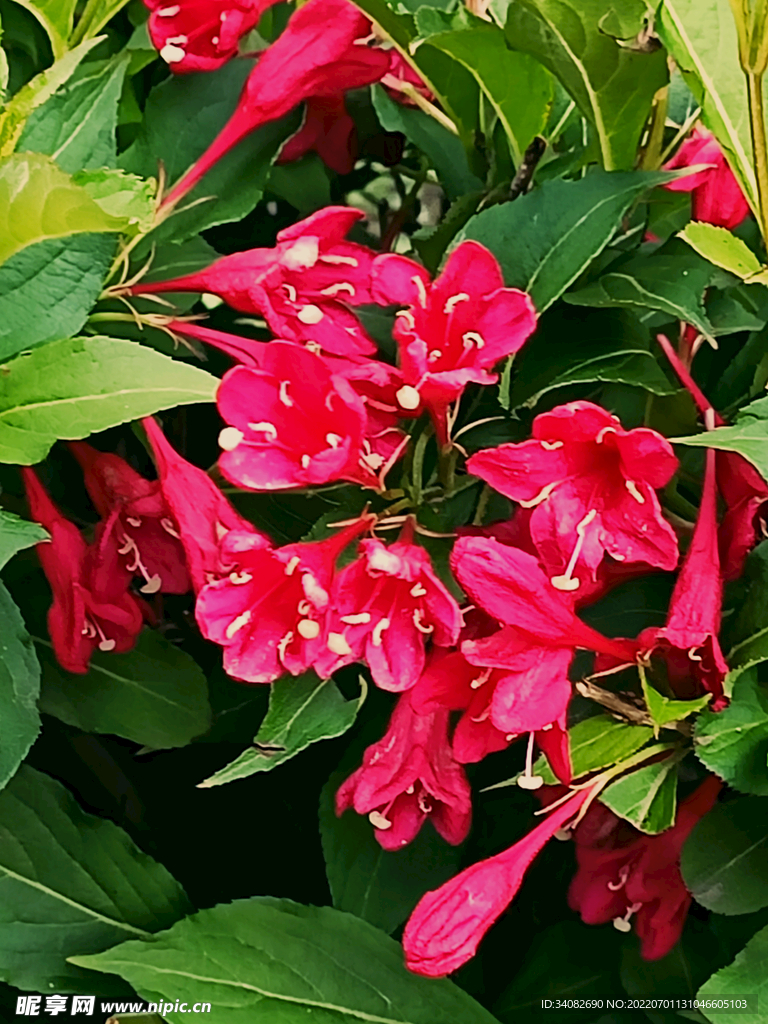 盛开的玫红色锦带花常见绿化灌木