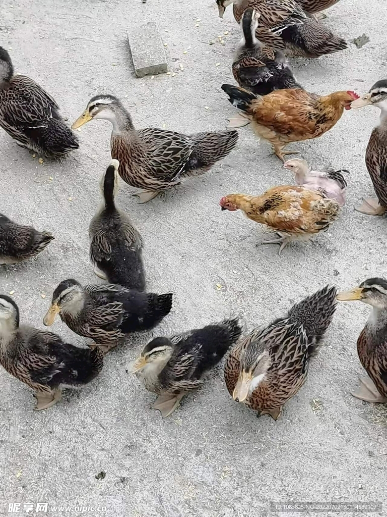 散養家禽圖片