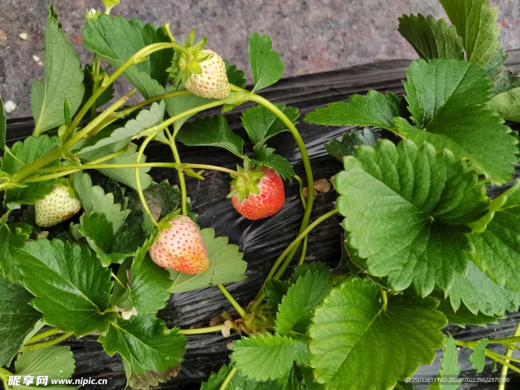采摘草莓