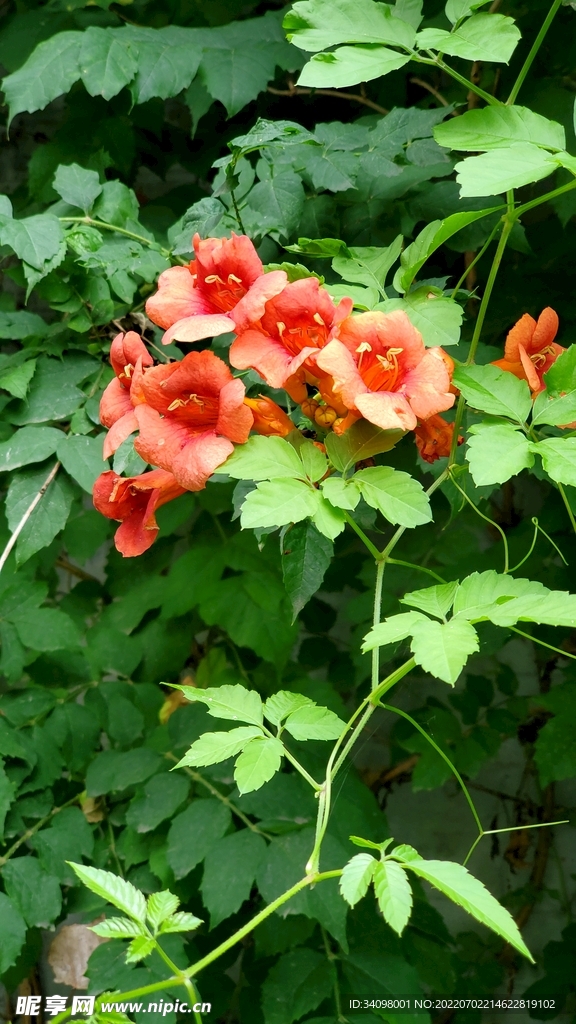 凌霄花