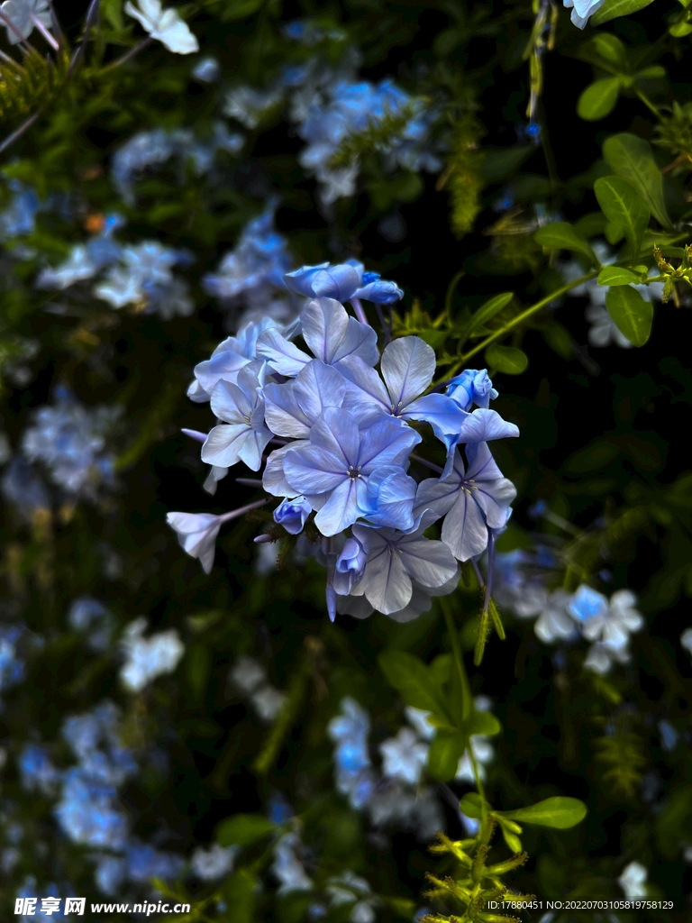 藍花丹