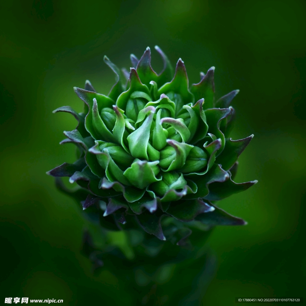 卷苞風(fēng)毛菊