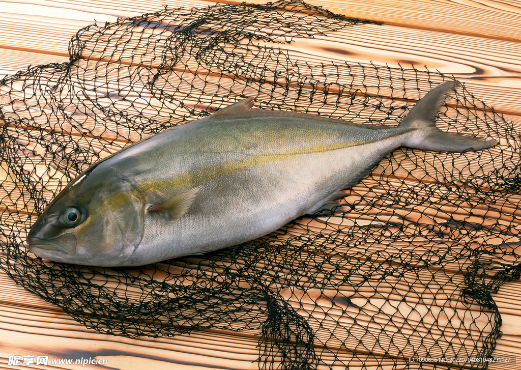 新鮮海產(chǎn)魚      