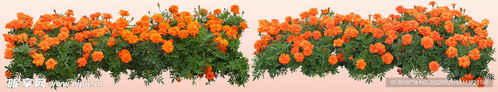 萬壽菊