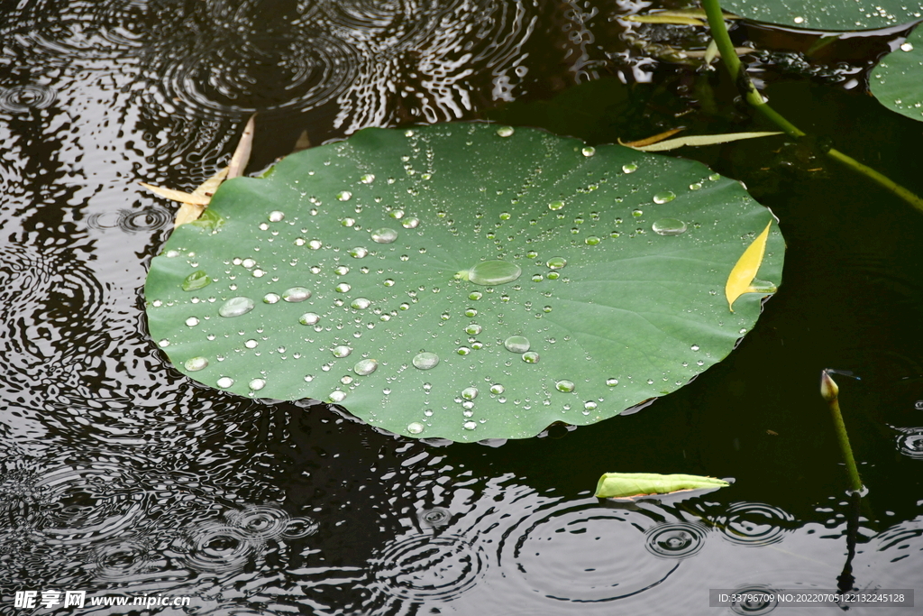 雨中的荷葉