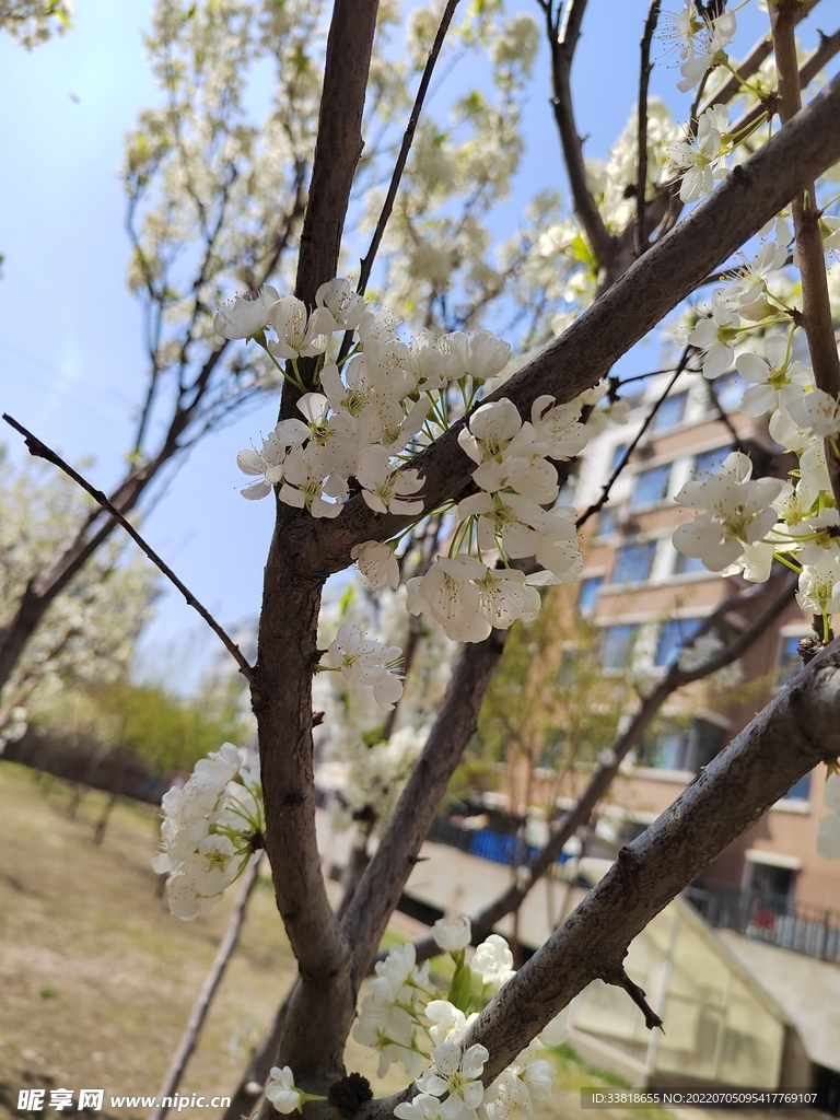 花卉