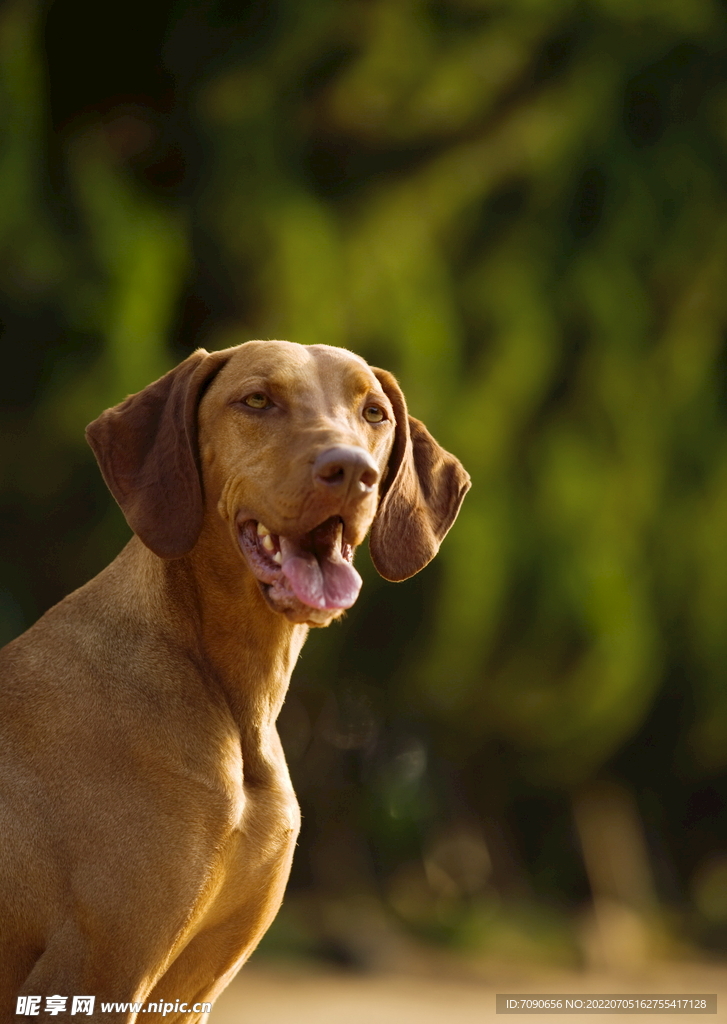 可爱犬类动物         