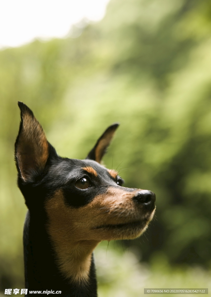 可爱犬类动物         